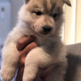Siberian Husky Puppies from Umunhum