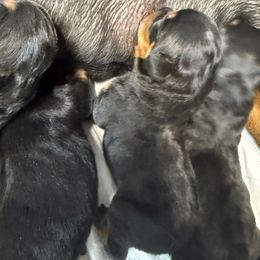 Puppy 1 - Black and mahogany male Rottweiler puppy in Arizona from TRK Rottweilers