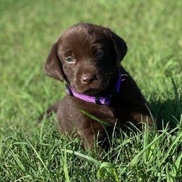 Purple - Chocolate Labrador Retriever puppy in Tabernacle, New Jersey from Glenn Farm Retrievers