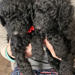 Poodles from Stormy Skye Poodles