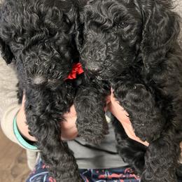 Poodles from Stormy Skye Poodles