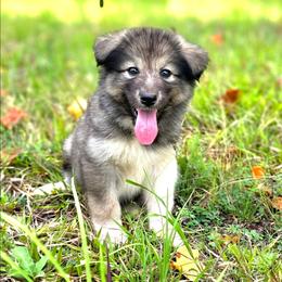 Girl 2 - female Native American Indian Dog puppy in Green Creek, North Carolina from Corn Moon Medicine Dogs
