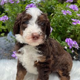 Rachel - Tri-color female Bernedoodle puppy in The Woodlands, Texas from Gracie's Goldendoodles and Bernedoodles