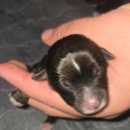 Miss Anemone - Black tri female Toy Australian Shepherd puppy in Dolan Springs, Arizona from High Desert Companions