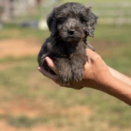 Girl 2 - Blue merle Bernedoodle puppy in Yatesville, Georgia from High Hopes Doodles