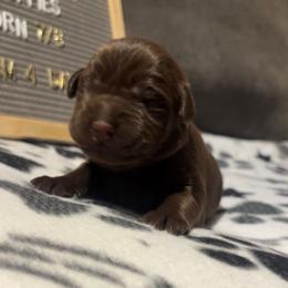 Dear Prudence, light purple collar - Chocolate female Labrador Retriever puppy in Longmont, Colorado from Cornwell Labradors
