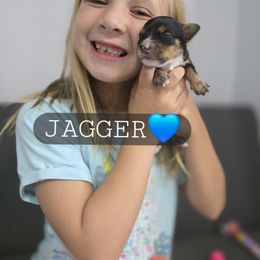 Jagger - male Cavapoochon puppy in Whitehouse, Texas from Cavapoochon Central