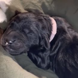 Girl 1 - Goldendoodle puppy in Shell Lake, Wisconsin from KC Acres