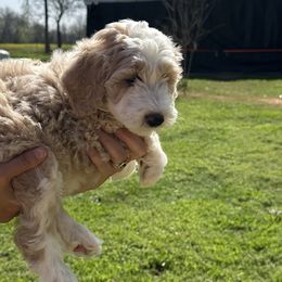 Boy 4 - Fawn and white Sheepadoodle puppy in Franklin, Texas from Cross Doodles