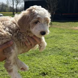 Boy 4 - Fawn and white Sheepadoodle puppy in Franklin, Texas from Cross Doodles