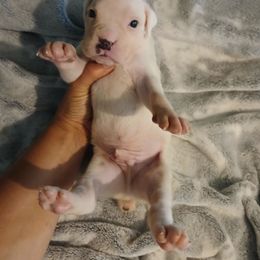 Remi - White male Boxer puppy in Cannon Falls, Minnesota from Pattys Boxers and Bulldogs