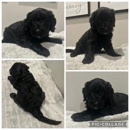 Black Girl - Black female Goldendoodle puppy in Lancaster, South Carolina from Silver Hill Farm SC