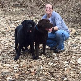 Labrador Retriever Puppies from Showtime Labradors