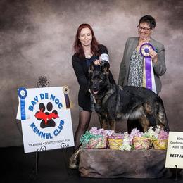 German Shepherd Puppies from Northwinds German Shepherds