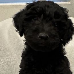 Boy 2 - Black Goldendoodle puppy in Hurricane, Utah from Dancing Doodles