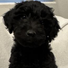 Boy 2 - Black Goldendoodle puppy in Hurricane, Utah from Dancing Doodles