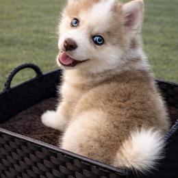 Adeline - Chocolate female Pomsky puppy in Amarillo, Texas from Pom Pom Pomskies
