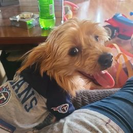 Sassy - Yorkshire Terrier