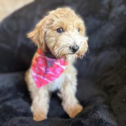 Girl 5 - Apricot female Schnoodle puppy in Rancho Cordova, California from Snickerdoodle Doodles