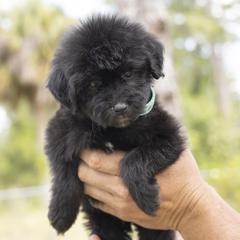 American Bully, Bernedoodle, Poodle, Sheepadoodle, and Whoodle Puppies from Wonderland’s Boujie Kennels