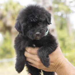 American Bully, Bernedoodle, Poodle, Sheepadoodle, and Whoodle Puppies from Wonderland’s Boujie Kennels