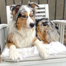 Aussiedoodles, Australian Shepherds, and Miniature Australian Shepherds from Happy Haven Puppies