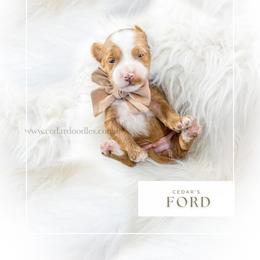 F O R D - Red  male Goldendoodle puppy in Cedar City, Utah from Cedar Doodles- Home of the Teddybear Goldendoodle