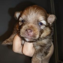 Thor - Chocolate and tan male Pomeranian puppy in Albany, New York from K&A Little Wonder's