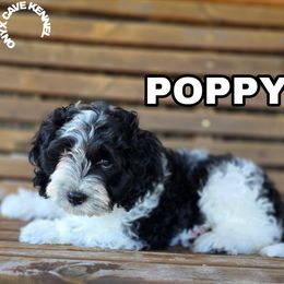Poppy - Black and white female Cockapoo puppy in Cabool, Missouri from Onyx Cave Kennel