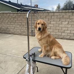 Mercedes - Golden Retriever