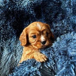 Cavalier King Charles Spaniel Puppies from Crosby's Cavaliers