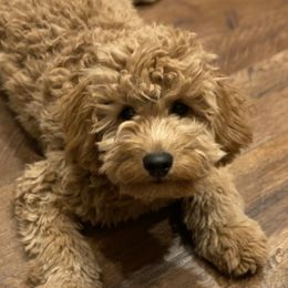 Mia - Goldendoodle