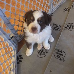 Australian Shepherd Puppies from Triple S Aussies