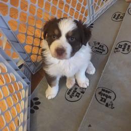 Australian Shepherd Puppies from Triple S Aussies