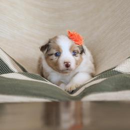 Miniature Australian Shepherd Puppies from ELVF Mini Aussies