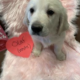 Golden Retriever Puppies from R Ranch Goldens