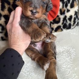 Mr.Salmon - Merle male Bernedoodle puppy in Curtice, Ohio from The Pink Doghouse