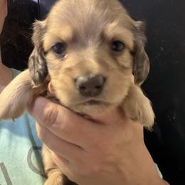 Benjamin-Boy 2 - Cream male Dachshund puppy in Bigfork, Minnesota from Dachshunds Up North