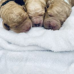 Bernedoodle and Labradoodle Puppies from Royal Doodles