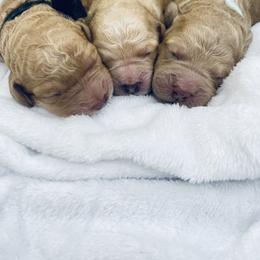 Bernedoodle and Labradoodle Puppies from Royal Doodles