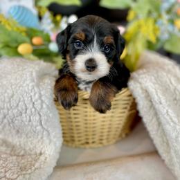 Pua - Black tri-color male Assorted Doodle Crosses puppy in Randolph, Utah from Dry Canyon Pups