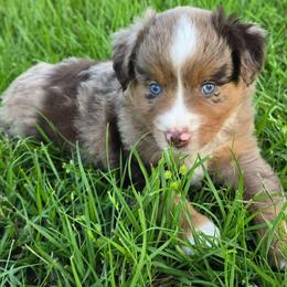 Piston - Red merle male Miniature Australian Shepherd puppy in Paris, Texas from Blue Envy Mini Aussies