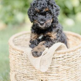 Bernedoodle and Goldendoodle Puppies from Darcy Lee's Designer Doodles