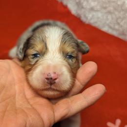 Australian Shepherd Puppies from Firelight Australian Shepherds