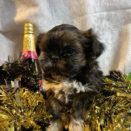 Roxy - Black and white female Shih Tzu puppy in Pleasant Shade, Tennessee from Kuntry Tyme Shih Tzus