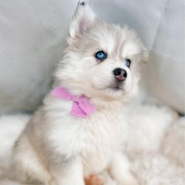 Pollen - Merle female Pomsky puppy in Cleveland, Ohio from Lake Point Pomskies