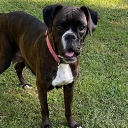 Harper - Boxer