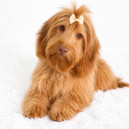 Hannah - Dachshund