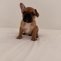 French Bulldog Puppies from Frenchie-Club