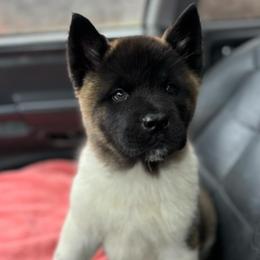 Akita Puppies from TLC Akitas